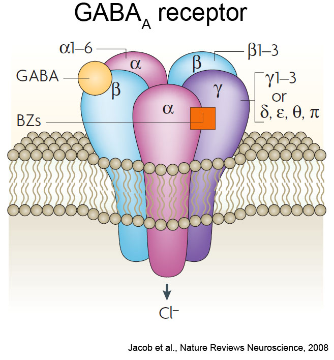 GABA Receptor