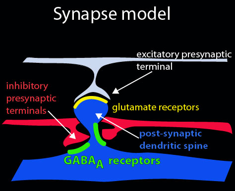Synapse Model